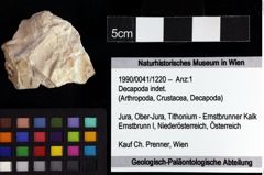 Foto (Objket + Etiketten) von Decapoda indet. 